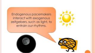 Biopsychology Biological Rhythms  Endogenous pacemakers [upl. by Nottarts60]