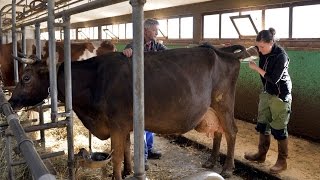 Une journée avec une inséminatrice bovine [upl. by Macmullin]