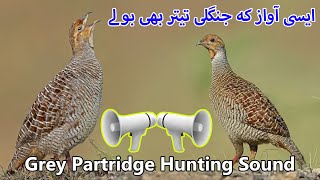 Grey Francolin Sound Hunting  Female Grey Francolin Sound  Teetar Shikar ki Awaz  Partridge Voice [upl. by Vipul]