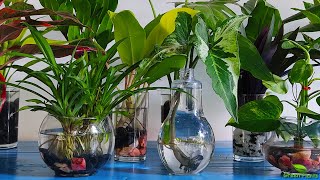 10 Amazing Indoor Plants That Grow Only In Water without much maintenanceGREEN PLANTS [upl. by Viddah]