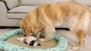 What a Golden Retriever Does When He Finds a Sleeping Puppy [upl. by Ayotel]