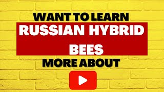 Russian Hybrid Honey Bees  Are They Right For Me [upl. by Alyekahs430]