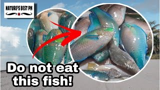 Parrot Fish Interesting Facts that you might didnt know  Natures Best Ph [upl. by Hinkel194]