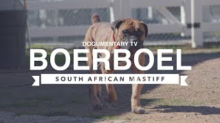 ALL ABOUT BOERBOEL THE SOUTH AFRICAN MASTIFF AKC [upl. by Christensen865]