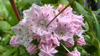 Kalmia latifolia pollination [upl. by Avla]