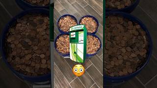 Taking 100000 Pennies To The Coin Star Did I Fill It Upcoins coincollecting coinstar [upl. by Lrad]