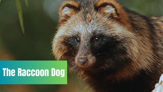 Raccoon Dog  East Asia’s Fascinating Canid [upl. by Neeli]