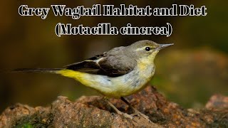 Grey Wagtail Habitat and Diet  Motacilla cinerea  Grey Wagtail Size and Scientific Name [upl. by Archambault]