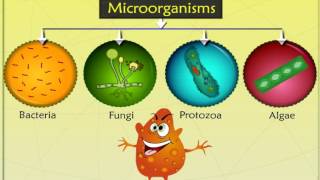 What are microorganismsmicrobes Types of microorganisms and their classification [upl. by Deuno]