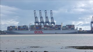 OOCL Germany swings to starboard with 4 Svitzer tugs to depart Felixstowe 8th September 2024 [upl. by Adnilg823]