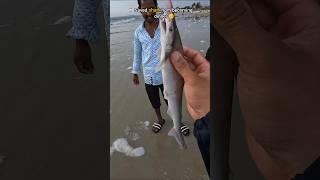 🦈Rescue Mission Saved shark from becoming dinner 🥺 [upl. by Acyssej541]