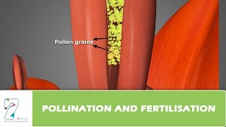 Pollination and Fertilisation [upl. by Kwapong334]