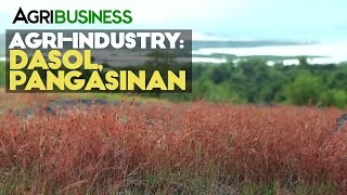 AgriIndustries  Dasol Pangasinan AgriIndustries  Agribusiness Philippines [upl. by Martguerita938]