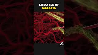 Life Cycle of Malaria pathology pharmpharmaceuticals anatomy malariacycle [upl. by Ameerahs]