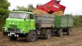 IFA L 60 in der Kartoffelernte 2013 in Großalsleben [upl. by Nauqram606]