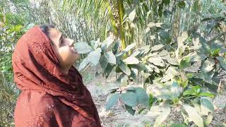 আমাদের অ্যাভোকাডো গাছে ফুল আসছে  Doyel Agro [upl. by Illona285]