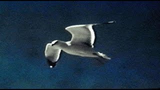 David Gray  Gulls Official Video [upl. by Traver462]