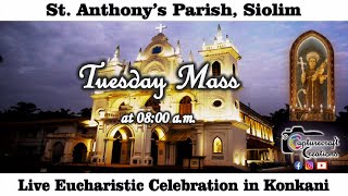 Tuesday Konkani Mass Live at 800am 12th March 2024  St Anthonys Church Siolim [upl. by Browning678]