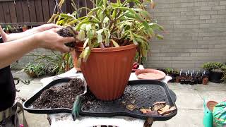 Re potting my very old Thanksgiving Cactus  Schlumbergera truncata Cactus [upl. by Schuler25]