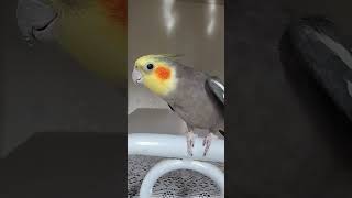 Calopsita cantando 😍😍 calopsitas calopsitasmansas calopsitaassobiando cockatiels cockatielslove [upl. by Billen]