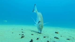 Gilt head sea bream feeding on the sea deep  Orate mangiano sul fondo del mare [upl. by Cai]