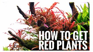 HOW TO GET RED PLANTS [upl. by Nonnahs]