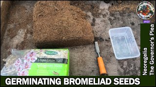 Germinating Bromeliads From Seed [upl. by Anierdna]