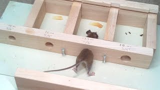 How small a hole can a mouse get through Experiments [upl. by Lapotin]