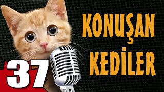 Konuşan Kediler 37  En Komik Kedi Videoları [upl. by Marley]