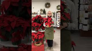 How to Care for Your Poinsettia Plant [upl. by Eniawtna658]