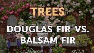 Douglas Fir vs Balsam Fir [upl. by Arty]