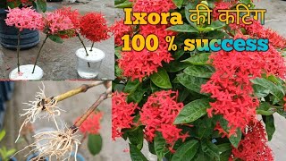 Ixora plant from cutting ixora ki cutting kaise lagaye  ixora flower plant [upl. by Valerian431]