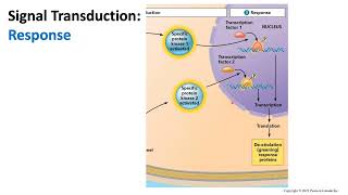 Signal Transduction and Etiolation in Plants  Biology [upl. by Eicnahc]