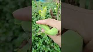 Picking okra fruits enjoy rural life gardening amp nature p408 rurallife gardening nature [upl. by Anaert]