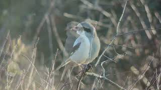 Piegrièche des steppes Steppe Grey Shrike Port du Stiff Ouessant Octobre 2024 [upl. by Eisset]