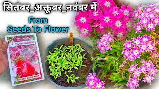 Phlox Star बीज अगस्त मे लगाएं WITH FLOWER UPDATE  Phlox Flower Plant From Seeds [upl. by Adlen984]