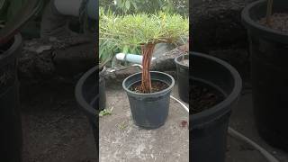 portulaca plant care  portulaca plant cotting kaise lagaye  portulaca plant bonsai short [upl. by Jeddy]