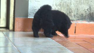 Chow Chow Filhotes da Lunna Marrom e Preto [upl. by Natalie]