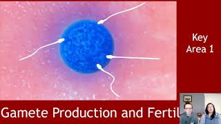 Gamete Production and Fertilisation [upl. by Dragelin]