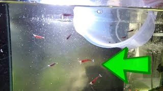 How To Setup A Sulawesi Shrimp Tank Setup  Shrimp Keeping [upl. by Ellga]