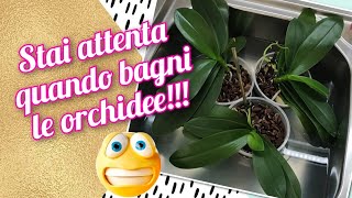 Come bagnare le orchidee Info e consigli 😊 orchidea orchid bagnare [upl. by Vento]