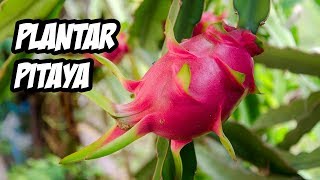 Como Plantar PITAYA desde Semilla  Guía de Cultivo  La Huerta de Ivan [upl. by Alaine722]