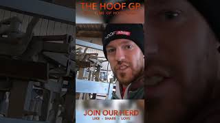 WHEN AN ABSCESS BURSTS IN YOUR FACE  The Hoof GP shorts [upl. by Ciredec]