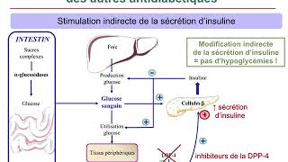 Pharmacologie AntidiabétiquesCours commenté [upl. by Kreager]