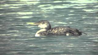 野鳥撮影・ ハシジロアビ Yellowbilled Loon 2 [upl. by Kania]