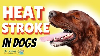 Heat Stroke in Dogs Signs and Emergency Treatment [upl. by Surdna]