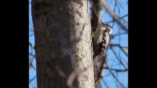 Mindre hackspett  lesser spotted woodpecker  dryabates minor [upl. by Annaillil]