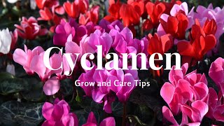 Cyclamen Grow and Care Tips [upl. by Dickerson441]