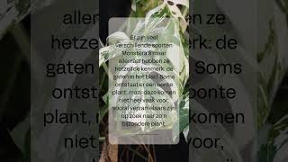 Hoe verzorg ik mijn Monstera [upl. by Liss]