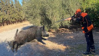 Chasse Sanglier au maroc chichaoua  Wild Boar Hunting 20232024 Partie 12 [upl. by Marybelle]